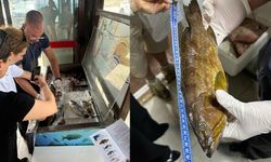 Restoranlara denetim… Tarım Bakanlığı bazı deniz ürünlerine el koydu
