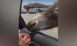 Tarım ve Doğal Kaynaklar Bakanlığı Hayvan Refahı Yasası'na dikkat çekti