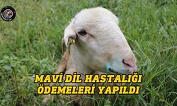 71 üreticiye ödeme yapıldı