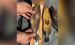 Üreme mevsimindeki balıkların avlanmaması çağrısı