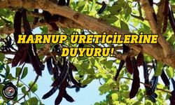 Girne’de harup toplamaya başlama tarihi 15 Ağustos...