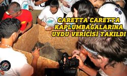Caretta Caretta kaplumbağalarına uydu vericisi takıldı