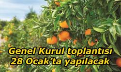 Kıbrıs Türk Narenciye Üreticileri Birliği Genel Kurul’a gidiyor