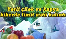 İthal ve yerli üretim gıda denetim sonuçlarını açıkladı