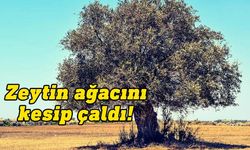 Balalan’da zeytin ağacı hırsızlığı