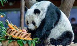 Tayland’daki dev panda Lin Hui 22 yaşında öldü