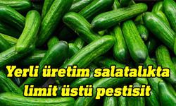 Yerli üretim salatalıkta limit üstü pestisit tespit edildi