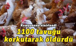 Çin’de komşusunun 1100 tavuğunu korkutarak öldüren adama hapis cezası