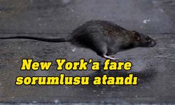 New York'a farelerle mücadeleden sorumlu yönetici görevlendirildi