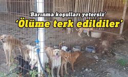 Güzelyurt Hayvanları Koruma Derneği Başkanı Sarro belediyeye ait barınaktaki koşulları eleştirdi