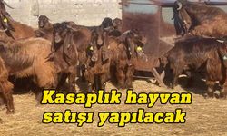 Devlet Üretme Çiftlikleri Dairesi kasaplık hayvan satışı yapılacağını duyurdu