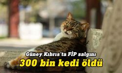 Güney Kıbrıs'ta FİP salgını: 300 bin kedi öldü