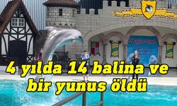 Tema parkında esaret altında tutulan 14 balina ve bir yunus öldü