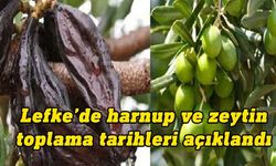 Lefke kaymakamlığı harnup ve zeytin hasat tarihlerini açıkladı