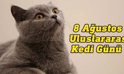 8 Ağustos Uluslararası Kediler Günü kutlu olsun: Kediler hakkında ilginç bilgiler