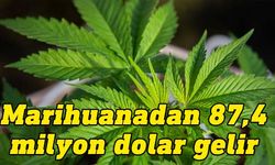 ABD’nin Maryland eyaletinde yasallaşan esrar satışlarından ilk ay 87,4 milyon dolar elde edildi