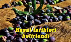 Gazimağusa’da zeytin toplama tarihi belirlendi