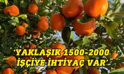 Narenciye üreticileri: Narenciye hasadında işçi sorunu yaşanmaması için tedbir alınmalı