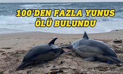 Su sıcaklığı 39 dereceyi aştı, 100'den fazla yunus ölü bulundu