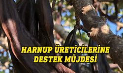 Harnup üreticilerine kilo başına 10 TL destek primi ödeniyor