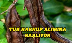 TÜK yarın harnup alımına başlayacağını duyurdu: Bu bir ilk