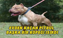 Evinden kaçarak başka bir köpeği ısıran pitbulun sahibine yasal işlem