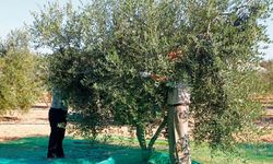 Girne’de zeytin toplama tarihleri açıklandı