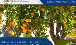 Turunçgil yeşillenme hastalığı ile ilgili bilgilendirme toplantısı düzenleniyor