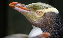 Yeni Zelanda’da “Yılın Kuşu” yarışmasını sarı gözlü penguen kazandı