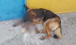 Bostancı’da sahipsiz kurt köpeğini yaralayan 74 yaşındaki adama 161 bin TL ceza