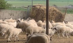 DÜÇ’ten kasaplık hayvan satışı