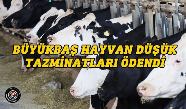 Büyükbaş hayvanda düşük tazminatları ödendi