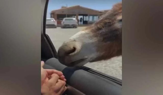 Tarım ve Doğal Kaynaklar Bakanlığı Hayvan Refahı Yasası'na dikkat çekti