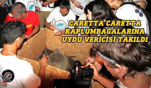Caretta Caretta kaplumbağalarına uydu vericisi takıldı