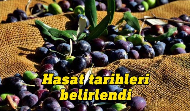 İskele bölgesinde erkenci zeytin hasadı 30 Ağustos’ta başlayacak