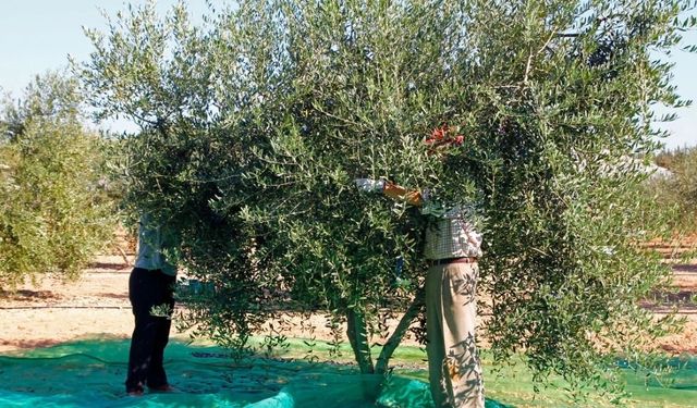 Girne’de zeytin toplama tarihleri açıklandı