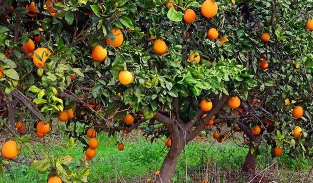 “Narenciye Tür Değişikliği” ödemesi yapıldı