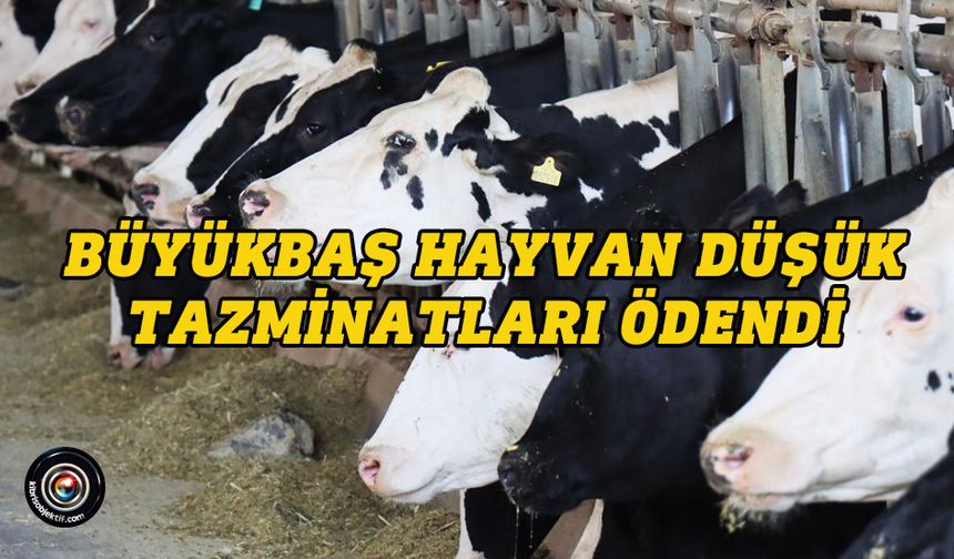 Büyükbaş hayvanda düşük tazminatları ödendi