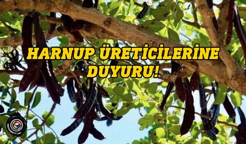 Girne’de harup toplamaya başlama tarihi 15 Ağustos...