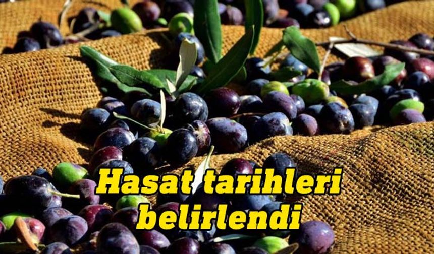 İskele bölgesinde erkenci zeytin hasadı 30 Ağustos’ta başlayacak
